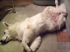 Ich zeige meinen Babybauch.