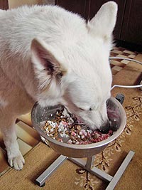 Fressen ... fressen ...fressen